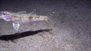 Bobbit Worm Hunts for Food in the Night [upl. by Weaks]