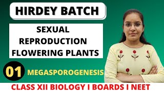 Megasporogenesis  Chapter 2  Class 12th biology [upl. by Ehc]