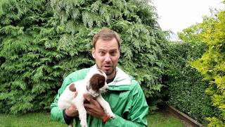 8 WEEK OLD SPRINGER SPANIEL PUPPIES [upl. by Kevyn263]