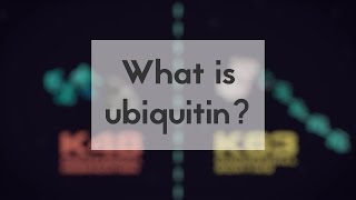 What is ubiquitin [upl. by Tcideneb]