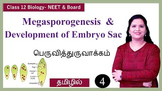 Megasporogenesis amp Development of Embryo Sac [upl. by Redford538]