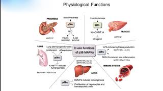 P38 signaling pathway Creative Diagnostics [upl. by Aylad]