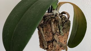 My Orchid Is Dying Phalaenopsis Orchid Rescue Repotting [upl. by Lesley]