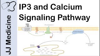 Inositol Triphosphate IP3 and Calcium Signaling Pathway  Second Messenger System [upl. by Yeclehc]