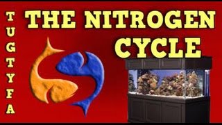 The Nitrogen Cycle  The Ultimate Guide To Your First Aquarium Part 5 [upl. by Lachlan869]