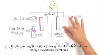 EKC378Group05  Microbial Fuel Cell [upl. by Isiah903]