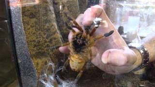 Pterinochilus murinus Pickup Grab OBT Orange Baboon Tarantula Orange Bitey Thing [upl. by Cressy]