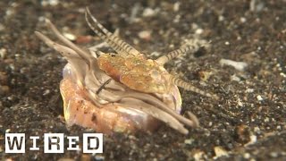 Absurd Creatures  RealLife quotTremorsquot Graboid The Bobbit Worms Jaws Can Slice a Fish in Two [upl. by Namzzaj560]