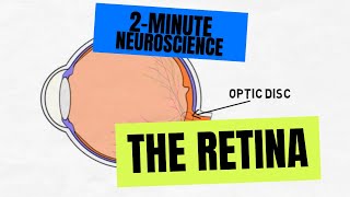 Retina  Cells and Layers  Part 2 [upl. by Sidalg]