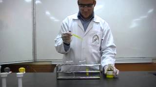 Picric Acids test Part 3 to differentiate between Albumin amp peptone [upl. by Ahseile912]