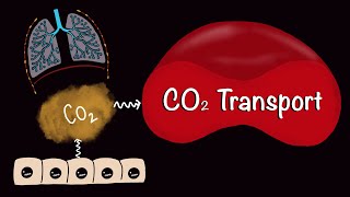 CO2 Transport  Carbondioxide Transport  Respiratory Gas Exchange  Respiratory Physiology [upl. by Urina]