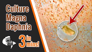 How to culture DAPHNIA MAGNA  The easy way [upl. by Hughett]