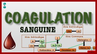 Coagulation Sanguine ou Hémostase et sa Cascade  voie intrinsèque extrinsèque commune [upl. by Nicko]