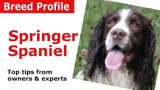 English Springer Spaniel Dog Breed Guide [upl. by Batha]