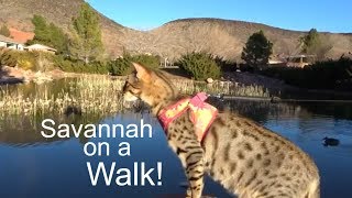 Taking our F3 Savannah Cat on a walk to the park [upl. by Anuaek]