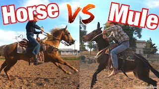 Horse vs Mule Who is Faster 100 Yard Race [upl. by Adnorahs]