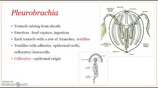 Pleurobrachia [upl. by Vetter]