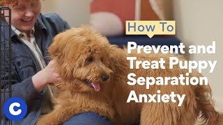 How to Prevent and Treat Puppy Separation Anxiety  Chewtorials [upl. by Akym]