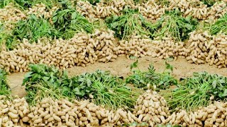 Peanut Agriculture Process Peanut Harvesting peanut cultivation processing How to farming peanut [upl. by Sherrard]