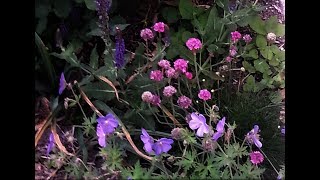 Propagating Sea Thrift  Armeria [upl. by Harrell]