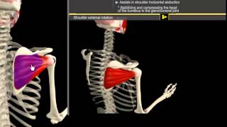 Infrapinatus amp Pectoralis Minor Muscle Motion amp Anatomy [upl. by Dnartreb966]