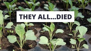 4 Reasons All My Seedlings Died [upl. by Singh]