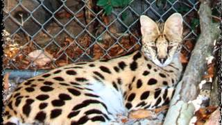 f1 savannah cats for sale [upl. by Alul989]