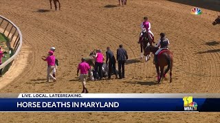 12th horse dies in Maryland racing [upl. by Rebeh]