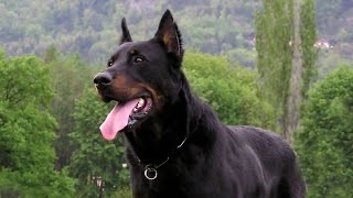 Best Guard Dogs Breeds for Family amp Personal Protection [upl. by Laet]