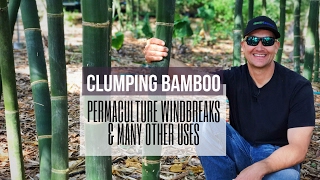 PERMACULTURE WINDBREAKS  Clumping Bamboo Multiple Uses in the Food Forest [upl. by Esra]