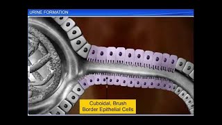 CBSE Class 11 Biology  Urine Formation  By Shiksha House [upl. by Ennirroc]