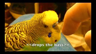 Talking Parakeet Budgie Talks Nonstop Captioned [upl. by Brindell347]