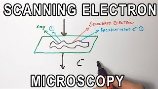 Principle of Scanning Electron Microscopy  SEM [upl. by Rivi]