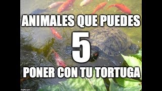 5 animales que puedes mezclar con tu tortuga [upl. by Hamaso463]