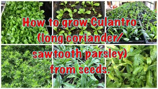 How to grow culantro long coriandersawtooth parsley from seeds [upl. by Englis]