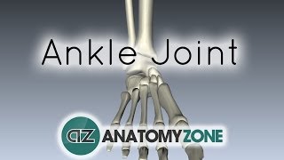 Ankle Joint  3D Anatomy Tutorial [upl. by Innus]