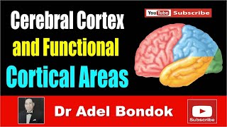 Cerebral Cortex and Functional Areas Dr Adel Bondok [upl. by Nwahsav]