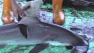 Over 73 Million Sharks Killed Every Year for Fins [upl. by Otreblig]