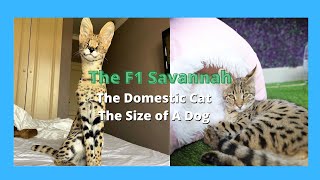 F1 Savannah Cats  Half Serval Cat amp Half Domestic Exotic Cats 2021 [upl. by Adamski570]