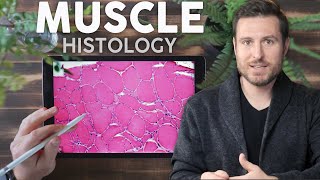 Muscle Histology Explained for Beginners  Corporis [upl. by Hercule898]