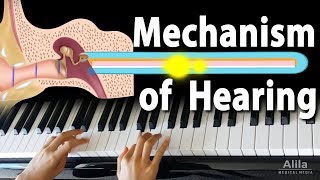 Mechanism of Hearing Animation [upl. by Iseabal]