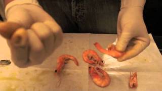 How to peel and eat shrimp [upl. by Pernick276]