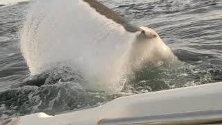 Great White Shark attacks boat in Tasmania Australia Original Footage [upl. by Nilrak]