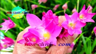 Cây Tóc Tiên hoa đỏ Zephyranthes rosea HoaCanhCom [upl. by Eissat]