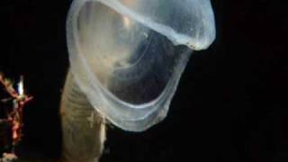 BBC Planet EarthBlue Planet  Deep ocean creatures [upl. by Morgan]