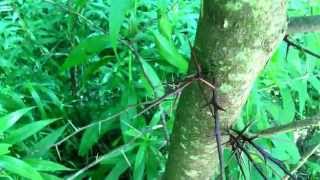 Edible tree  honey locust [upl. by Ziza235]