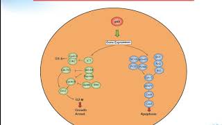 P53 signaling pathway Creative Diagnostics [upl. by Naesad774]