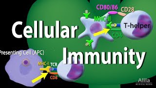 Cellular Immunity  Adaptive Immunity part 1 Animation [upl. by Anawal324]