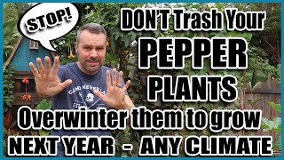 Overwintering Peppers  Grow This Years Peppers again NEXT YEAR [upl. by Eentihw]