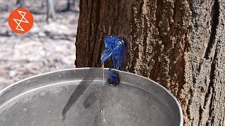 Making Maple Syrup  Où se trouve Garland Sugar Shack [upl. by Jaime725]